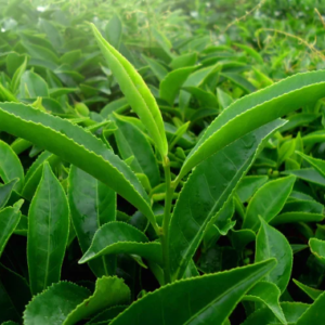 Green Teafy - ingredienti - composizione - come si usa - funziona